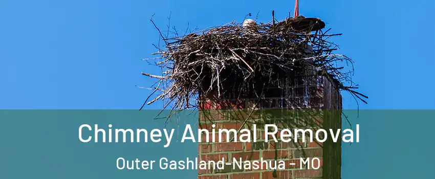 Chimney Animal Removal Outer Gashland-Nashua - MO