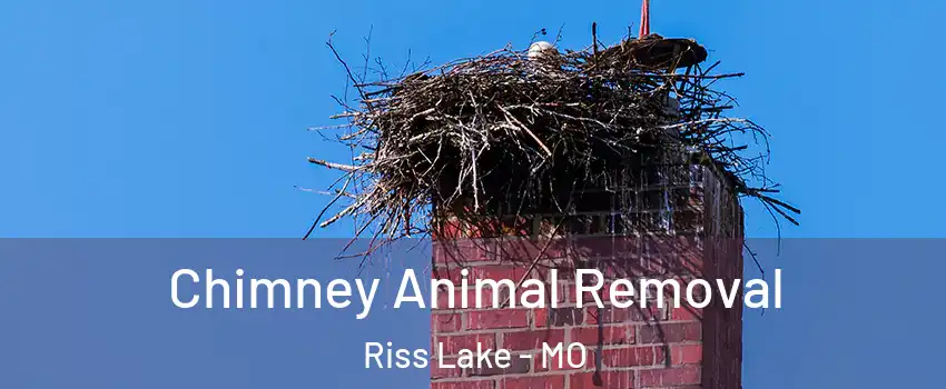 Chimney Animal Removal Riss Lake - MO