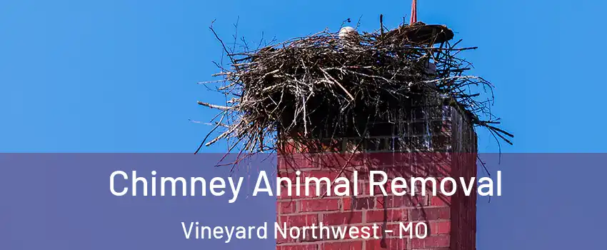 Chimney Animal Removal Vineyard Northwest - MO